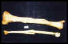 tibia2 copia.JPG (34946 bytes)
